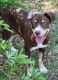 Pitsky Puppies for sale in Kempner, TX, USA. price: NA