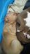 Pitsky Puppies for sale in Pinellas Park, FL, USA. price: NA