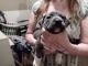 Pitsky Puppies for sale in Youngstown, FL 32466, USA. price: $150