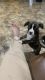 Pitsky Puppies for sale in Phoenix, AZ, USA. price: $200