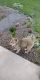 Pitsky Puppies for sale in McClure, PA, USA. price: $400