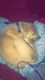 Pitsky Puppies for sale in Roebuck, SC, USA. price: $30