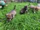 Pitsky Puppies for sale in Granville, NY 12832, USA. price: NA