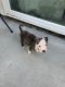 Pitsky Puppies for sale in Houston, TX 77087, USA. price: $150