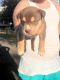 Pitsky Puppies for sale in Binghamton, NY, USA. price: $600,800