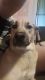 Pitsky Puppies for sale in Newark, OH, USA. price: NA