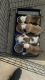 Pitsky Puppies for sale in Hallandale Beach, FL 33009, USA. price: NA