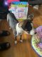 Pitsky Puppies for sale in Trotwood, OH, USA. price: $50
