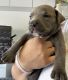 Pitsky Puppies for sale in St. George, UT, USA. price: NA