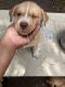Pitsky Puppies for sale in Macon, GA, USA. price: NA