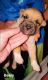 Pitsky Puppies for sale in Scotia, NY 12302, USA. price: NA
