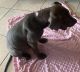 Pitsky Puppies for sale in Fort Worth, TX, USA. price: $300