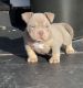 Pitsky Puppies for sale in New York, NY, USA. price: NA