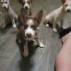 Pitsky Puppies for sale in Phoenix, AZ 85029, USA. price: $200