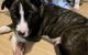 Pitsky Puppies for sale in Coventry, RI 02816, USA. price: NA