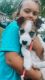 Pitsky Puppies for sale in Guyton, GA 31312, USA. price: $150