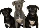 Pitsky Puppies for sale in Blackwell, OK 74631, USA. price: NA