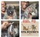 Pitsky Puppies for sale in Las Vegas, NV, USA. price: $700