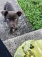 Pitsky Puppies for sale in Greensburg, PA 15601, USA. price: $700