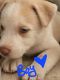 Pitsky Puppies for sale in Greeley, CO 80631, USA. price: NA