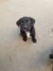 Pitsky Puppies for sale in Tool, TX 75143, USA. price: NA