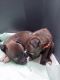 Pitsky Puppies for sale in Chesapeake, VA 23321, USA. price: $500