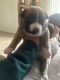 Pitsky Puppies for sale in Tucson, AZ, USA. price: $150