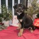 Pitsky Puppies for sale in Reno, NV, USA. price: $600