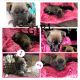 Pitsky Puppies for sale in St Joseph, MO, USA. price: NA