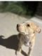 Pitsky Puppies for sale in Cedar Park, TX, USA. price: $890