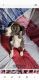 Pitsky Puppies for sale in El Paso, TX 79938, USA. price: $250