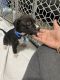 Pitsky Puppies for sale in Jonesboro, GA, USA. price: $200