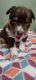 Pitsky Puppies for sale in Hudson, OH, USA. price: $350