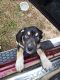 Pitsky Puppies for sale in Inverness, FL, USA. price: $400