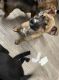 Pitsky Puppies for sale in San Diego, CA, USA. price: NA