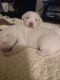 Pitsky Puppies for sale in Anaheim, CA, USA. price: $500