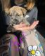 Pitsky Puppies for sale in Aurora, IN, USA. price: $200