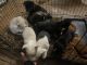 Pitsky Puppies for sale in Gautier, MS, USA. price: $75
