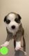 Pitsky Puppies for sale in Bellevue, NE, USA. price: $800