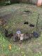 Pitsky Puppies for sale in Tampa, FL, USA. price: NA