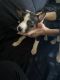 Pitsky Puppies for sale in Lawndale, CA, USA. price: NA