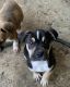 Pitsky Puppies for sale in Riverside, CA, USA. price: $500