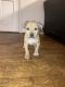 Pitsky Puppies for sale in Henderson, NC, USA. price: $300