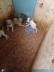 Pitsky Puppies for sale in 15483 M-140, South Haven, MI 49090, USA. price: NA