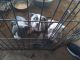 Pitsky Puppies for sale in Tolleson, AZ, USA. price: $60