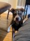 Pitsky Puppies for sale in Los Angeles, CA, USA. price: $800