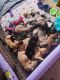 Pitsky Puppies for sale in Everett, WA, USA. price: $300