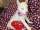 Pitsky Puppies for sale in Columbus, OH, USA. price: $350