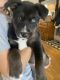 Pitsky Puppies for sale in El Cajon, CA, USA. price: $250