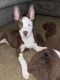 Pitsky Puppies for sale in Kissimmee, FL, USA. price: $800